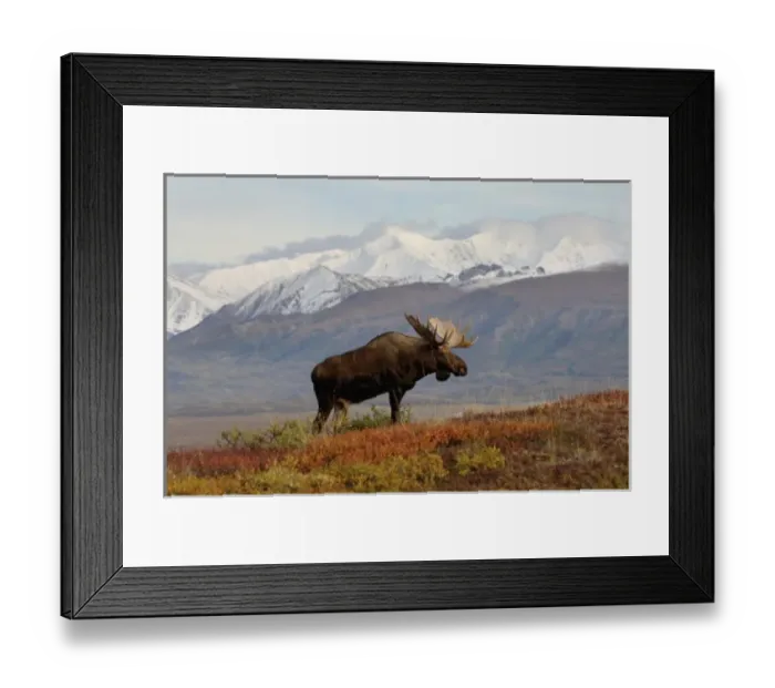 Framed Print : moose, Alces alces, bulls walking on fall tundra in Denali National Park, interior Alaska