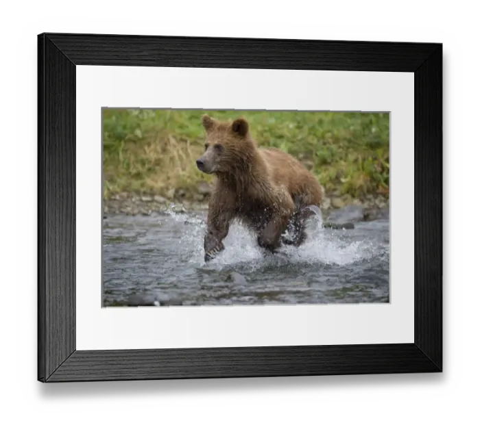 Framed Print : USA, North America, Alaska
