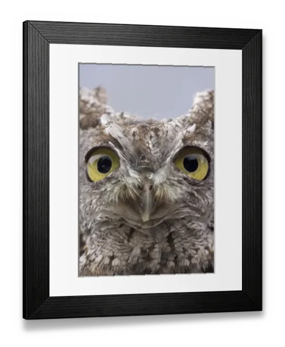 Framed Print : USA, Alaska, Ketchikan. Front portrait of western screech owl