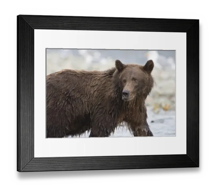 Framed Print : Alaska. Katmai NP. Coastal Brown Bear fishing for salmon Framed Print : Alaska. Katmai NP. Coastal Brown Bear fishing for salmon