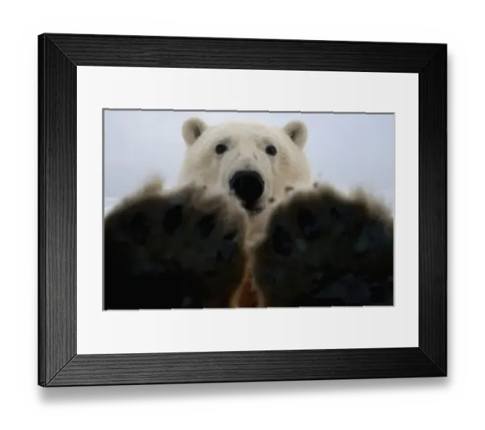 Framed Print : polar bear, Ursus maritimus, curiously looks in truck window, 1002 coastal plain Framed Print : polar bear, Ursus maritimus, curiously looks in truck window, 1002 coastal plain
