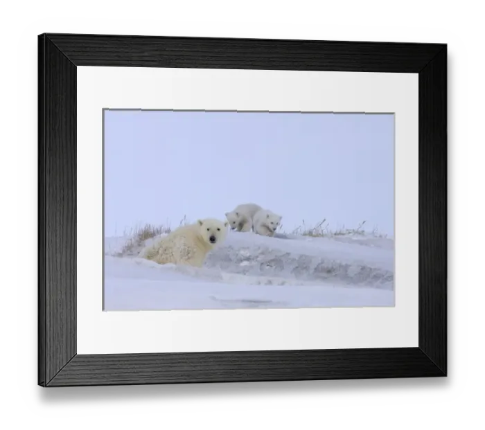 Framed Print : polar bear, Ursus maritimus, sow with newborn spring cubs newly emerged from their den Framed Print : polar bear, Ursus maritimus, sow with newborn spring cubs newly emerged from their den