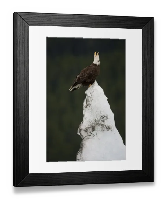 Framed Print : USA, Alaska, Tongass National Forest, Bald Eagles (Haliaeetus leucocephalus) on iceberg