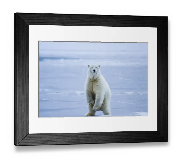 Framed Print : polar bear, Ursus maritimus, on ice and snow, 1002 coastal plain of the Arctic National Framed Print : polar bear, Ursus maritimus, on ice and snow, 1002 coastal plain of the Arctic National