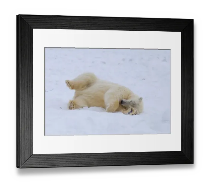 Framed Print : polar bear, Ursus maritimus, cub rolling around on the pack ice, 1002 coastal plain Framed Print : polar bear, Ursus maritimus, cub rolling around on the pack ice, 1002 coastal plain