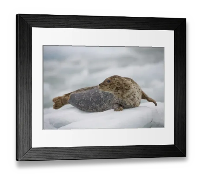 Framed Print : USA, Alaska, Tongass National Forest, South Sawyer Glacier, Harbor Seal (Phoca vitulina)