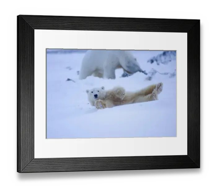 Framed Print : polar bear, Ursus maritimus, cub rolling around on the pack ice, 1002 coastal plain Framed Print : polar bear, Ursus maritimus, cub rolling around on the pack ice, 1002 coastal plain