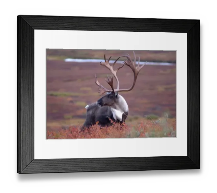 Framed Print : caribou, Rangifer tarandus, bull feeding on fall vegetation in Denali National Park Framed Print : caribou, Rangifer tarandus, bull feeding on fall vegetation in Denali National Park