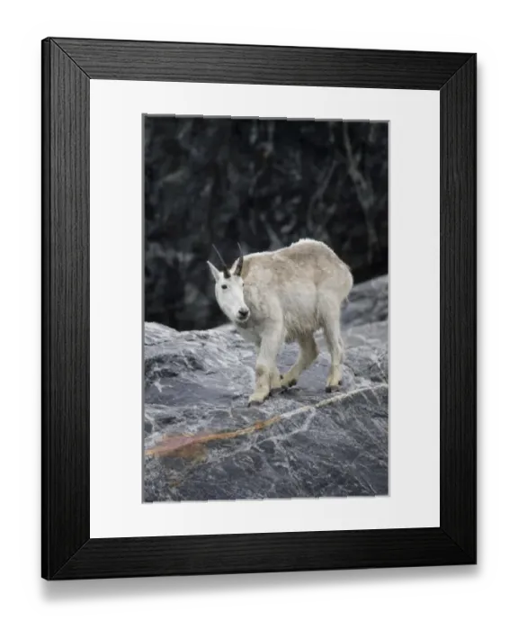 Framed Print : USA, Alaska, Tracy Arm - Fords Terror Wilderness, Mountain Goat (Oreamnos americanus) Framed Print : USA, Alaska, Tracy Arm - Fords Terror Wilderness, Mountain Goat (Oreamnos americanus)