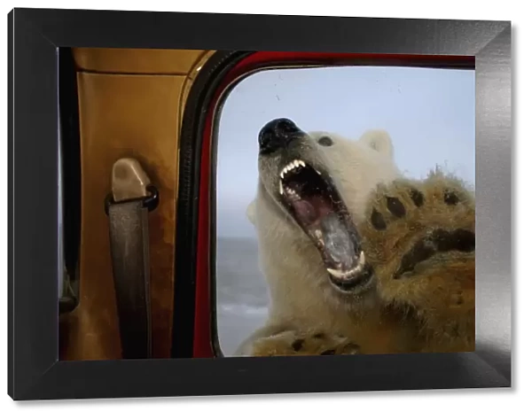 polar bear, Ursus maritimus, tries to bite truck window, 1002 coastal plain of the