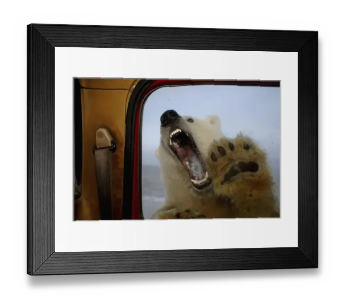 Framed Print : polar bear, Ursus maritimus, tries to bite truck window, 1002 coastal plain of Framed Print : polar bear, Ursus maritimus, tries to bite truck window, 1002 coastal plain of