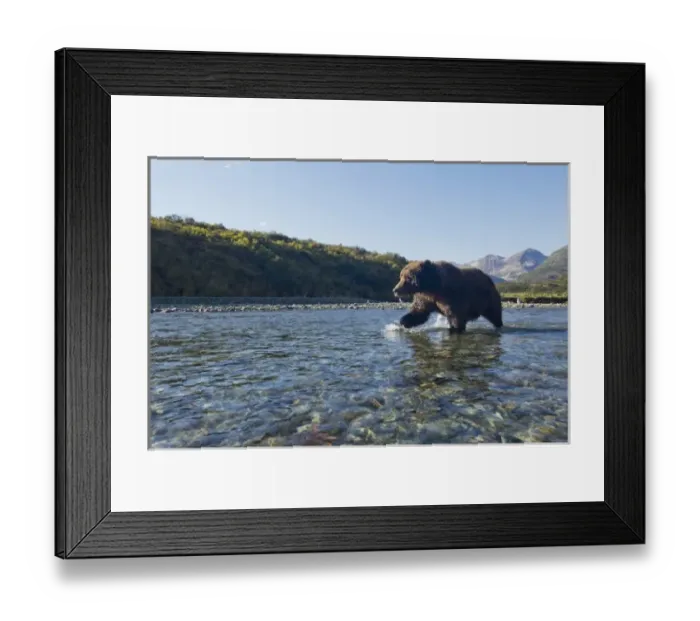 Framed Print : USA, Alaska, Katmai National Park, Grizzly Bear (Ursus arctos) walking through salmon Framed Print : USA, Alaska, Katmai National Park, Grizzly Bear (Ursus arctos) walking through salmon