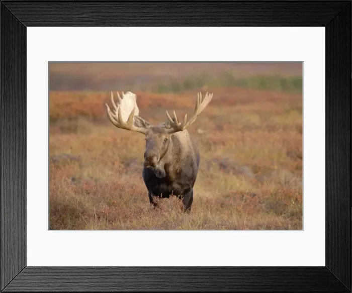Framed Print : moose, Alces alces, bull walking on fall tundra in Denali National Park, interior Alaska Framed Print : moose, Alces alces, bull walking on fall tundra in Denali National Park, interior Alaska