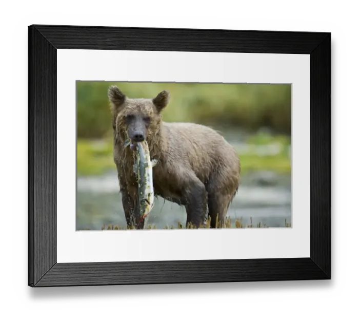 Framed Print : USA, North America, Alaska Framed Print : USA, North America, Alaska