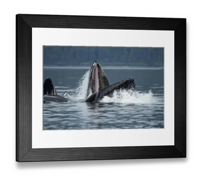 Framed Print : USA, Alaska, Tongass National Forest, Humpback Whale (Megaptera novaengliae) lunges Framed Print : USA, Alaska, Tongass National Forest, Humpback Whale (Megaptera novaengliae) lunges