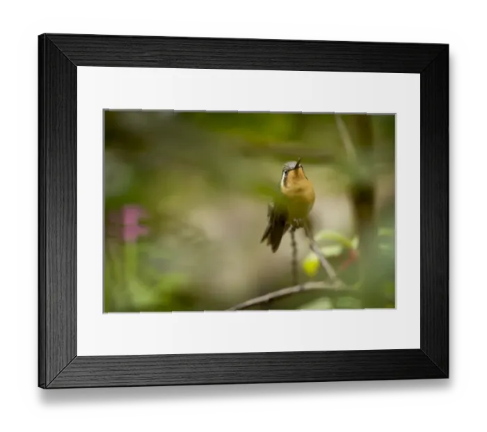 Framed Print : Central America, Costa Rica Framed Print : Central America, Costa Rica