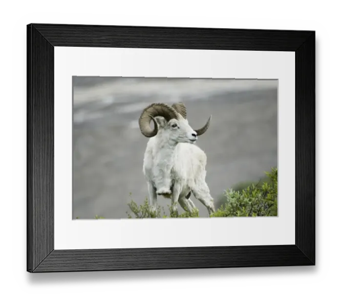Framed Print : Dall sheep (Ovis dalli dalli), Denali National Park, Alaska, US, June 2006 Framed Print : Dall sheep (Ovis dalli dalli), Denali National Park, Alaska, US, June 2006