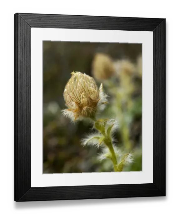 Framed Print : USA, North America, Alaska Framed Print : USA, North America, Alaska