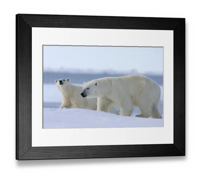 Framed Print : polar bear, Ursus maritimus, sow with subadult cub along the edge of an open lead Framed Print : polar bear, Ursus maritimus, sow with subadult cub along the edge of an open lead