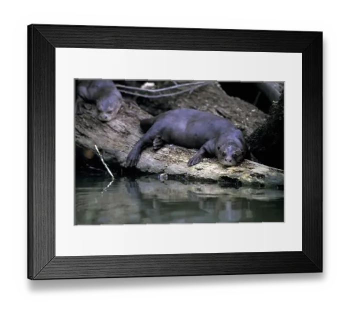Framed Print : South America, Peru, Manu River Region. Giant River Otter (Lutra longicaudis) Framed Print : South America, Peru, Manu River Region. Giant River Otter (Lutra longicaudis)