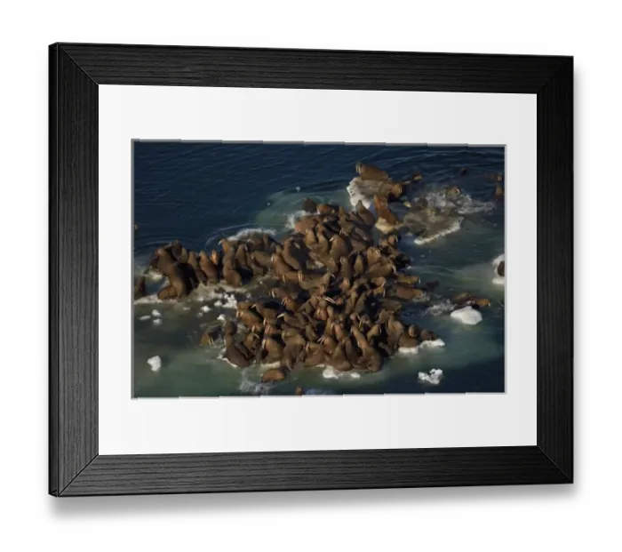 Framed Print : walrus, Odobenus rosmarus, herds resting on and swimming around chunks of pack ice Framed Print : walrus, Odobenus rosmarus, herds resting on and swimming around chunks of pack ice