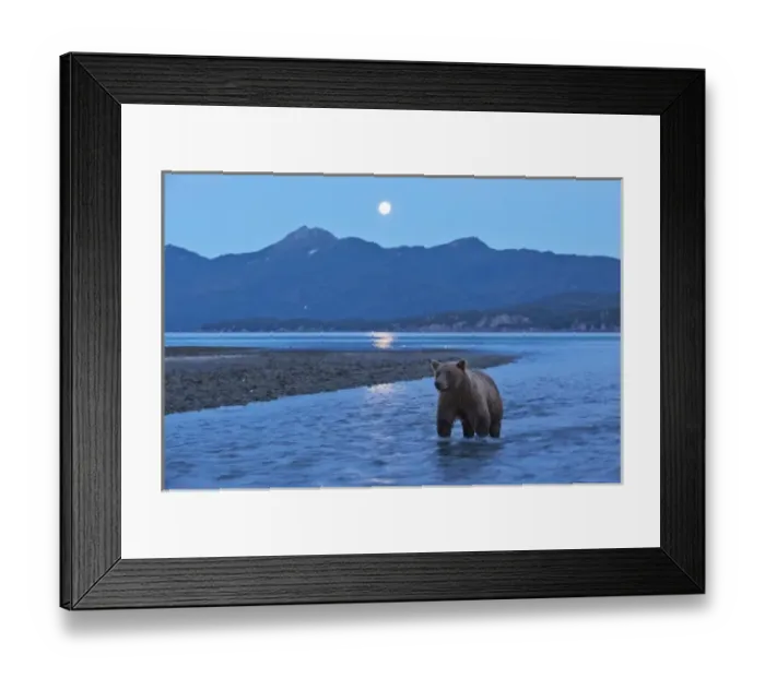 Framed Print : USA, Alaska, Katmai National Park, Grizzly Bear (Ursus arctos) stands in salmon stream