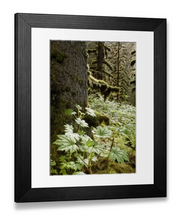 Framed Print : USA, North America, Alaska Framed Print : USA, North America, Alaska