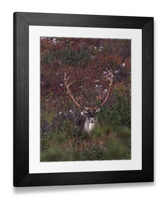 Framed Print : Alaska, Denali National Park. Barren ground caribou bull (Rangifer arcticus) on tundra in September