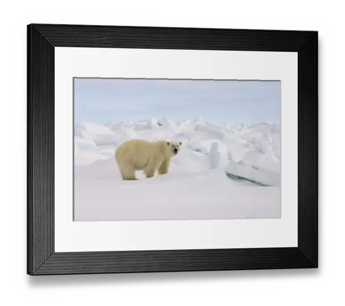 Framed Print : polar bear, Ursus maritimus, in rough ice on the frozen eastern Chuckchi Sea, Arctic Framed Print : polar bear, Ursus maritimus, in rough ice on the frozen eastern Chuckchi Sea, Arctic