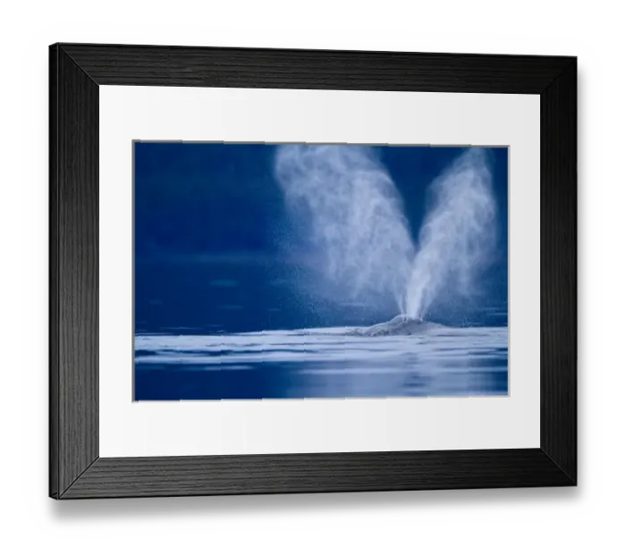 Framed Print : USA, Alaska, Tongass National Forest, Twin plumes of mist emerge from blowhole of Humpback Whale