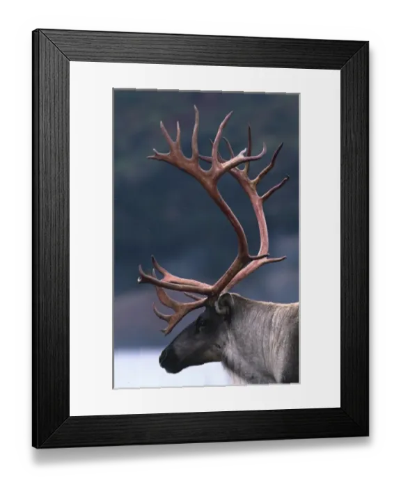 Framed Print : Alaska, Denali National Park. Barren ground caribou bull (Rangifer arcticus) on tundra in September Framed Print : Alaska, Denali National Park. Barren ground caribou bull (Rangifer arcticus) on tundra in September