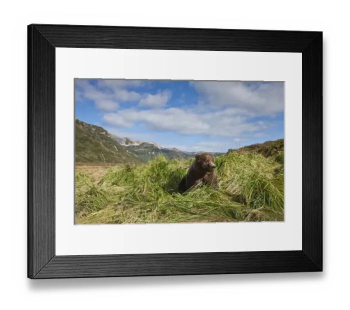Framed Print : USA, North America, Alaska Framed Print : USA, North America, Alaska