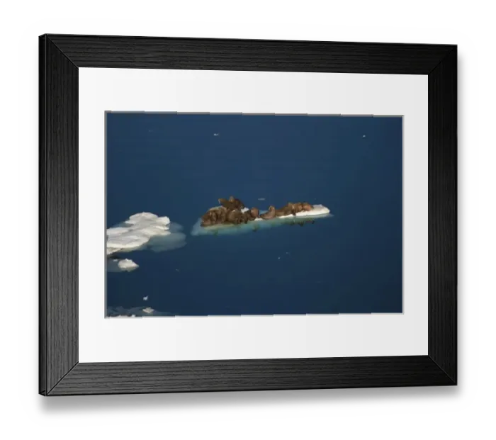 Framed Print : walrus, Odobenus rosmarus, resting on pack ice during spring breakup, Chuckchi Sea Framed Print : walrus, Odobenus rosmarus, resting on pack ice during spring breakup, Chuckchi Sea