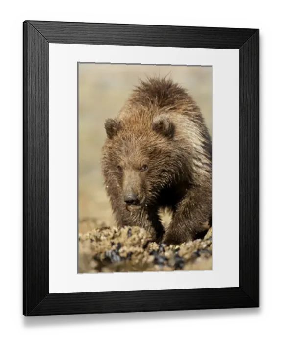 Framed Print : USA, North America, Alaska Framed Print : USA, North America, Alaska