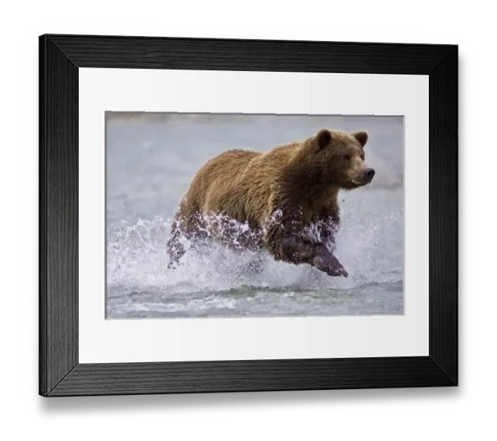 Framed Print : USA. Alaska. A coastal brown bear fishes for salmon in a glacial stream at Geographic Framed Print : USA. Alaska. A coastal brown bear fishes for salmon in a glacial stream at Geographic