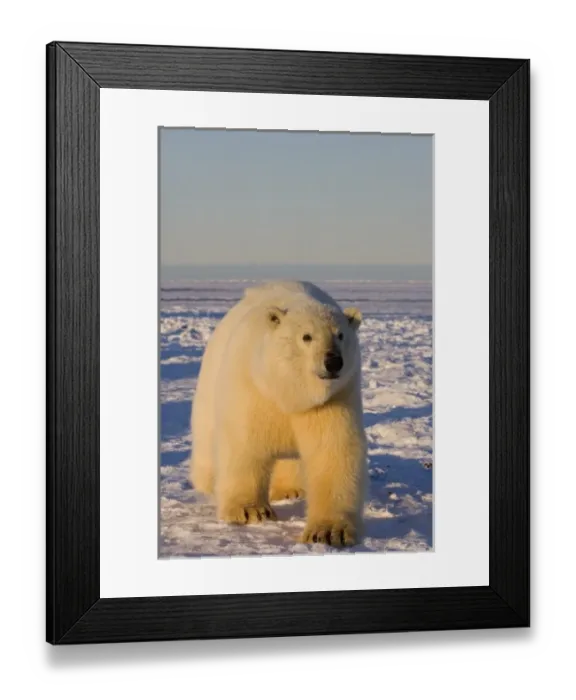Framed Print : USA, North America, Alaska