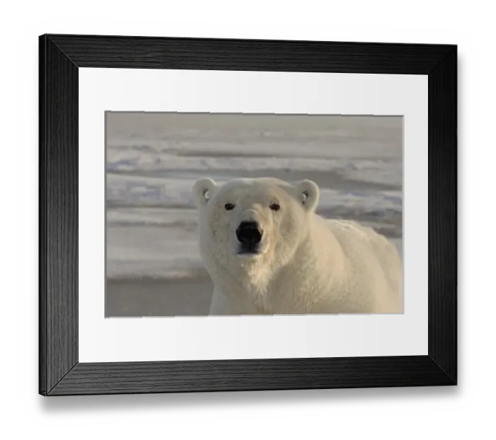 Framed Print : USA, North America, Alaska