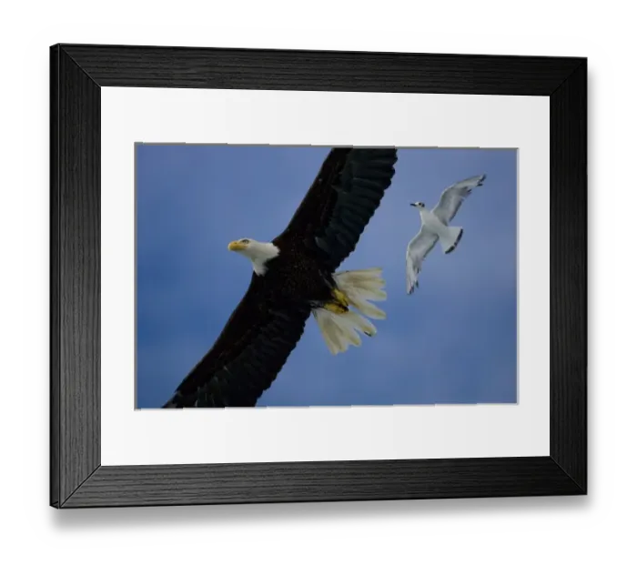 Framed Print : USA, Alaska, Tongass National Forest, Bald Eagle (Haliaeetus leucocephalus) chased Framed Print : USA, Alaska, Tongass National Forest, Bald Eagle (Haliaeetus leucocephalus) chased