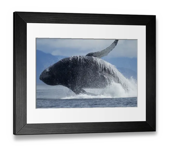 Framed Print : USA, Alaska, Tongass National Forest, Humpback Whale (Megaptera novaengliae) breaches Framed Print : USA, Alaska, Tongass National Forest, Humpback Whale (Megaptera novaengliae) breaches