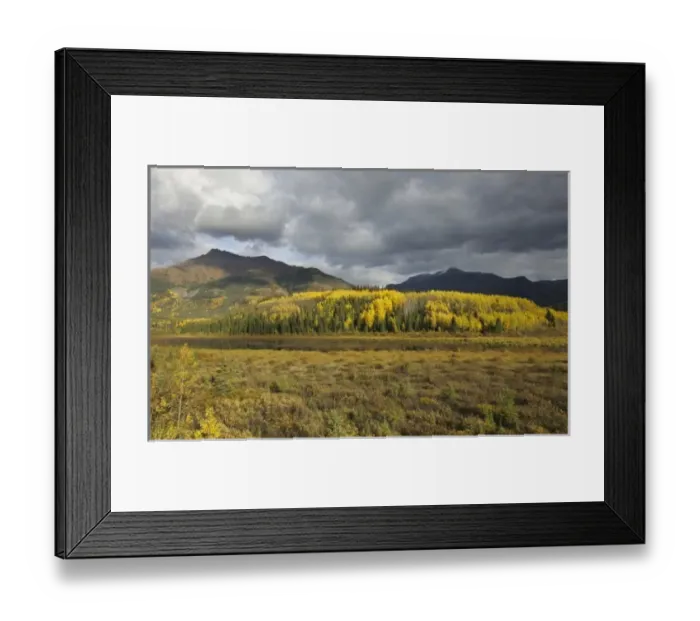 Framed Print : A stand of aspen in fall colors beside the Stewart-Cassiar Highway in British Columbia Framed Print : A stand of aspen in fall colors beside the Stewart-Cassiar Highway in British Columbia