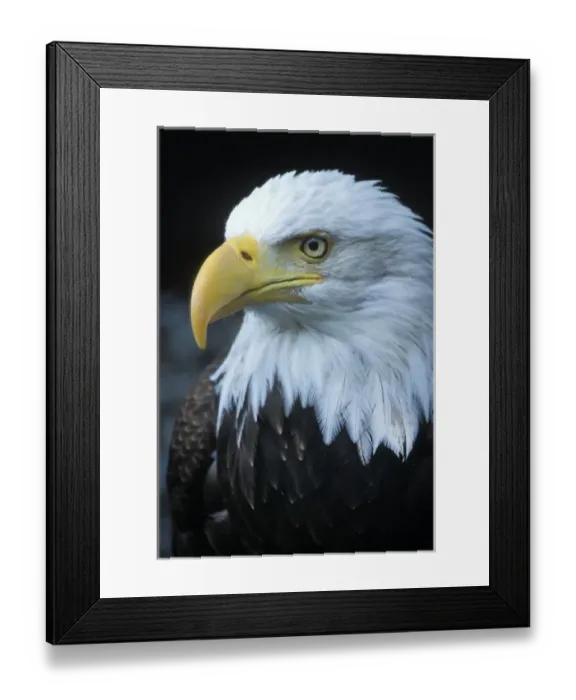 Framed Print : USA, Alaska, Inside Passage. Adult bald eagle portrait Framed Print : USA, Alaska, Inside Passage. Adult bald eagle portrait