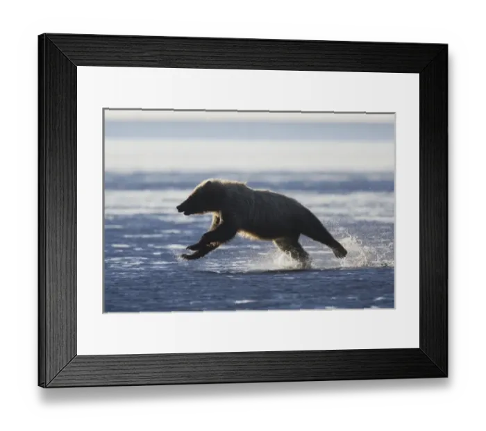 Framed Print : USA, Alaska, Lake Clark National Park, Silver Salmon Creek. Backlit brown bear running Framed Print : USA, Alaska, Lake Clark National Park, Silver Salmon Creek. Backlit brown bear running
