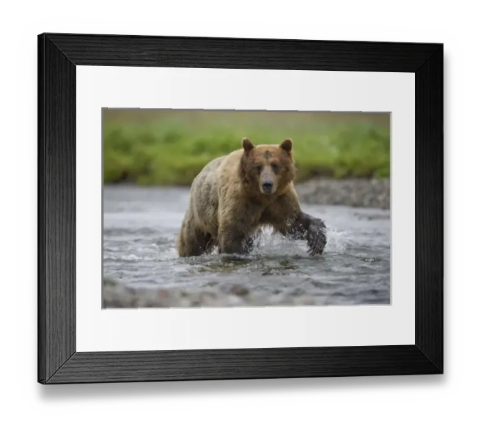 Framed Print : USA, North America, Alaska Framed Print : USA, North America, Alaska