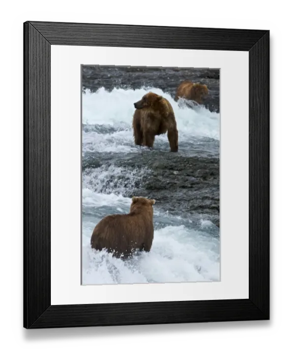 Framed Print : USA, Alaska, McNeil River. Grizzly or brown bear Framed Print : USA, Alaska, McNeil River. Grizzly or brown bear