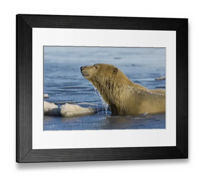 Framed Print : polar bear, Ursus maritimus, sow swims in the water and ice, 1002 coastal plain of Framed Print : polar bear, Ursus maritimus, sow swims in the water and ice, 1002 coastal plain of