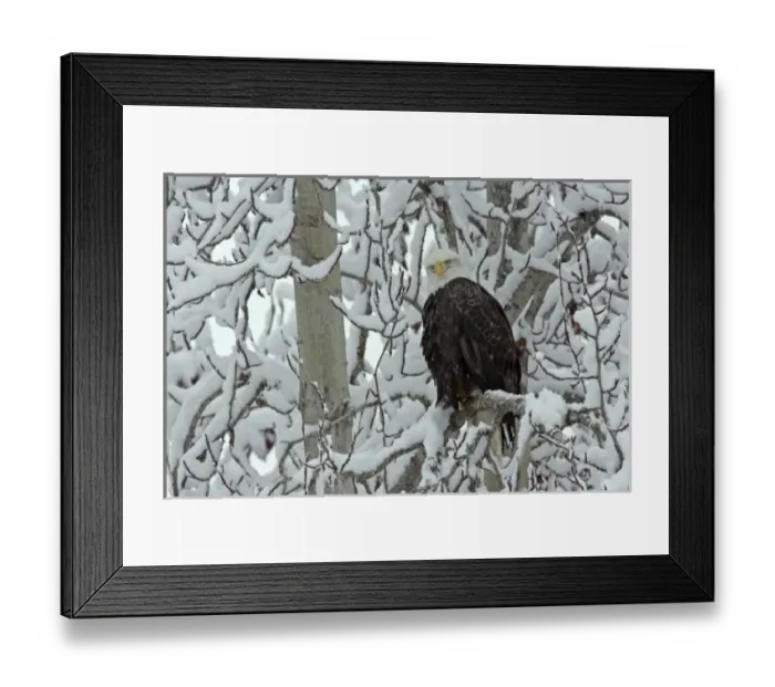 Framed Print : USA, Alaska, Chilkat Bald Eagle Preserve. Adult bald eagle perched on snow- covered tree Framed Print : USA, Alaska, Chilkat Bald Eagle Preserve. Adult bald eagle perched on snow- covered tree