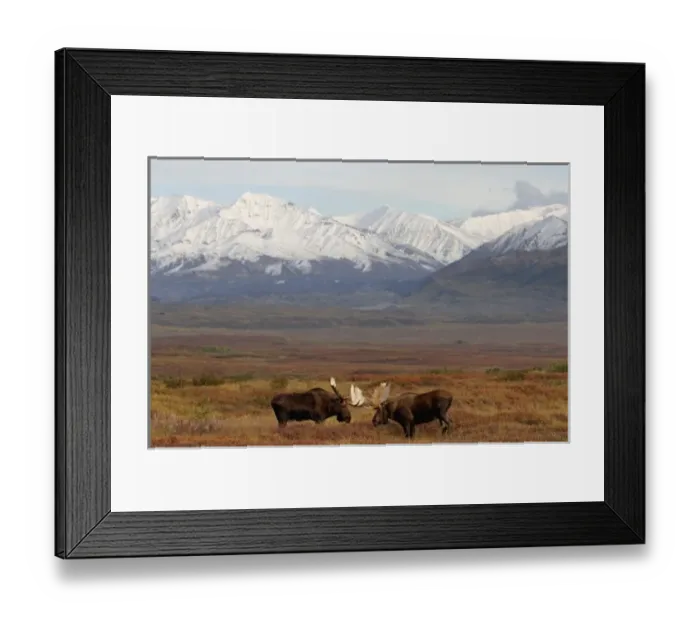 Framed Print : moose, Alces alces, two bulls in rut fighting during mating season, Denali National Park Framed Print : moose, Alces alces, two bulls in rut fighting during mating season, Denali National Park