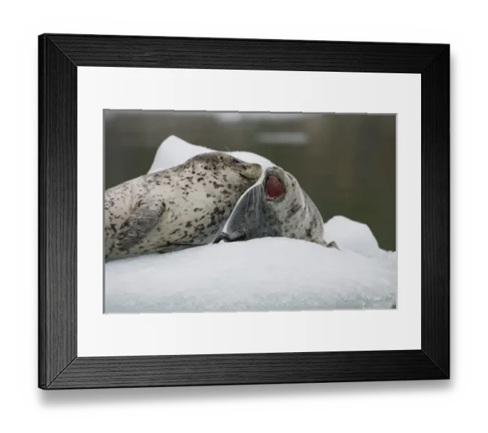 Framed Print : USA, Alaska, Tongass National Forest, South Sawyer Glacier, Harbor Seal with young pup