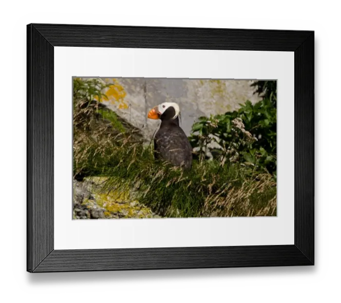 Framed Print : USA, North America, Alaska Framed Print : USA, North America, Alaska