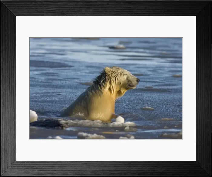 Framed Print : polar bear, Ursus maritimus, cub swims in the water, 1002 coastal plain of the Arctic Framed Print : polar bear, Ursus maritimus, cub swims in the water, 1002 coastal plain of the Arctic
